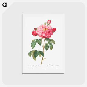 アートポストカード-Gallic Rose - ピエール ジョゼフ ルドゥーテ Postcard.