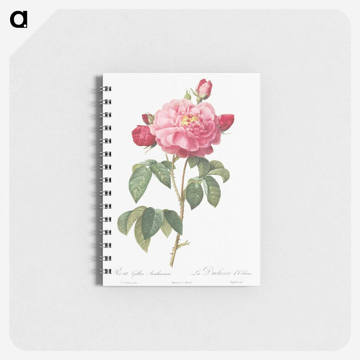 2-92_Pierre-Joseph-Redoute_memo