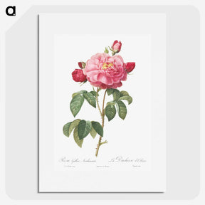 2-92_Pierre-Joseph-Redoute_picture