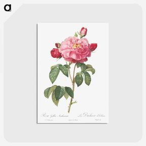 2-92_Pierre-Joseph-Redoute_postcard