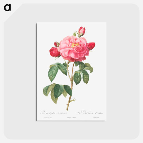 アートポストカード-Gallic Rose - ピエール ジョゼフ ルドゥーテ Postcard.