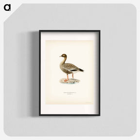アートポスター-Pink-footed Goose
 - スヴェンスカ フォグラル Poster.
