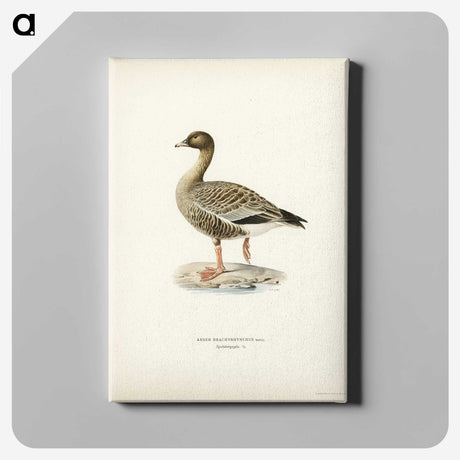 2-92_Svenska-Faglar_canvas
