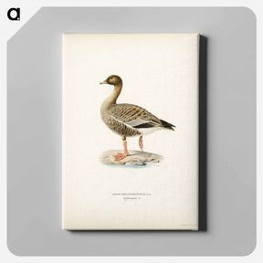 アートパネル-Pink-footed Goose
 - スヴェンスカ フォグラル Canvas.