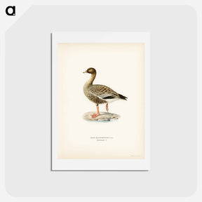 アートポストカード-Pink-footed Goose
 - スヴェンスカ フォグラル Postcard.