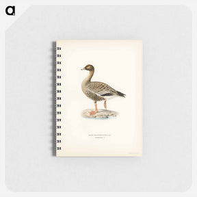 アートメモ帳-Pink-footed Goose
 - スヴェンスカ フォグラル Memo.