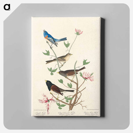アートパネル-Lazuli Finch, Clay-coloured Finch, Oregon Snow Finch from Birds of America
 - アメリカの鳥たち Canvas.