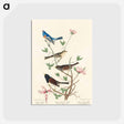 アートポストカード-Lazuli Finch, Clay-coloured Finch, Oregon Snow Finch from Birds of America
 - アメリカの鳥たち Postcard.