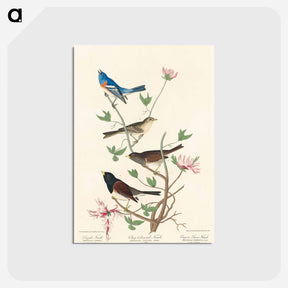 アートポストカード-Lazuli Finch, Clay-coloured Finch, Oregon Snow Finch from Birds of America
 - アメリカの鳥たち Postcard.