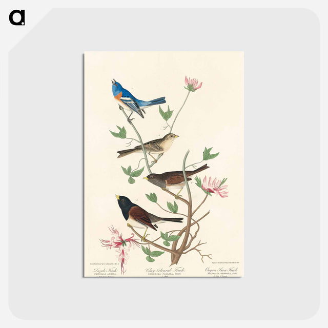 アートポストカード-Lazuli Finch, Clay-coloured Finch, Oregon Snow Finch from Birds of America
 - アメリカの鳥たち Postcard.