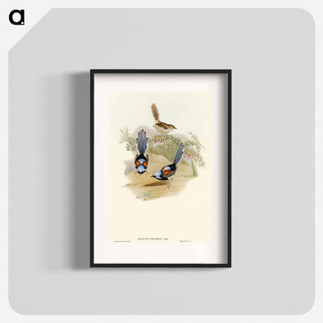 アートポスター-Lovely Wren
 - オーストラリアの鳥 Poster.