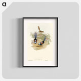 Lovely Wren
 - オーストラリアの鳥 Poster.