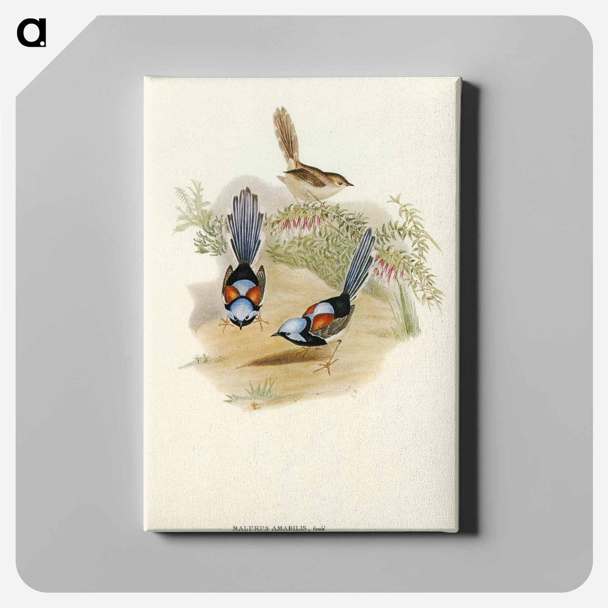 Lovely Wren
 - オーストラリアの鳥 Canvas.