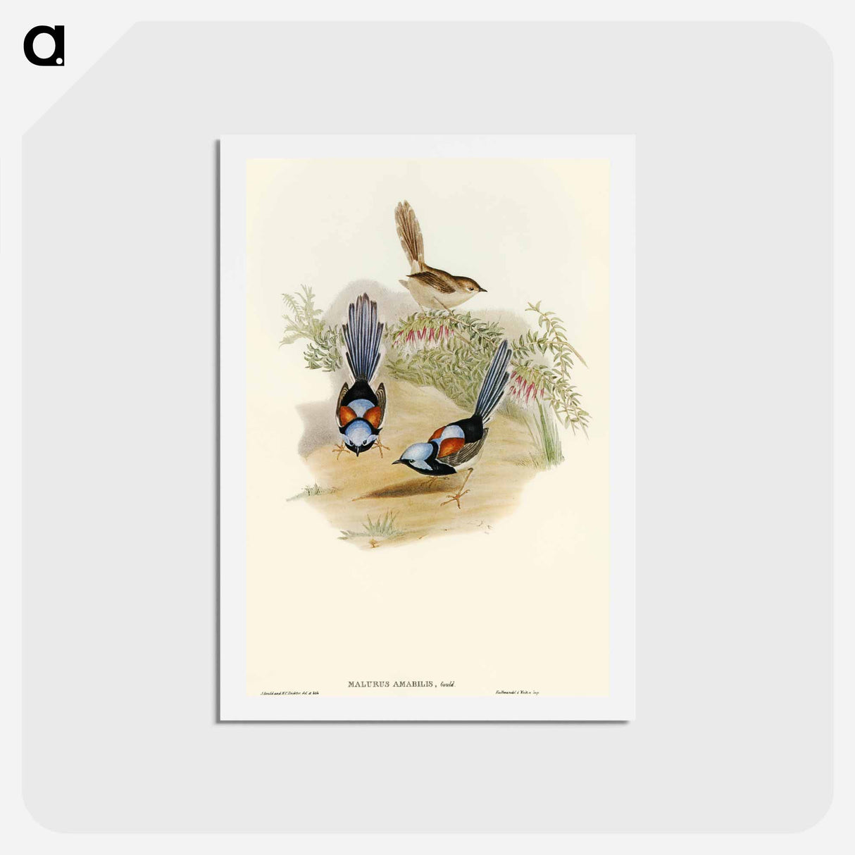 アートポストカード-Lovely Wren
 - オーストラリアの鳥 Postcard.