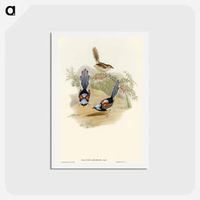 アートポストカード-Lovely Wren
 - オーストラリアの鳥 Postcard.