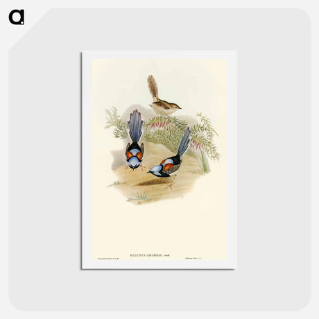 アートポストカード-Lovely Wren
 - オーストラリアの鳥 Postcard.