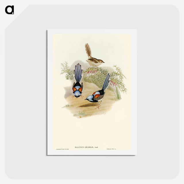 アートポストカード-Lovely Wren
 - オーストラリアの鳥 Postcard.