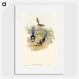 Lovely Wren
 - オーストラリアの鳥 Poster.