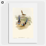 アートポスター-Lovely Wren
 - オーストラリアの鳥 Poster.