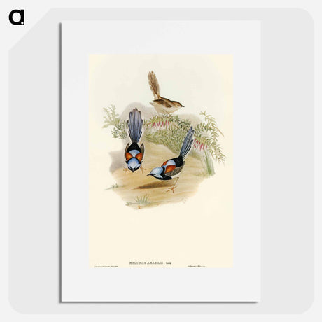 アートポスター-Lovely Wren
 - オーストラリアの鳥 Poster.