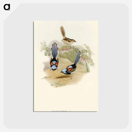 アートポストカード-Lovely Wren
 - オーストラリアの鳥 Postcard.
