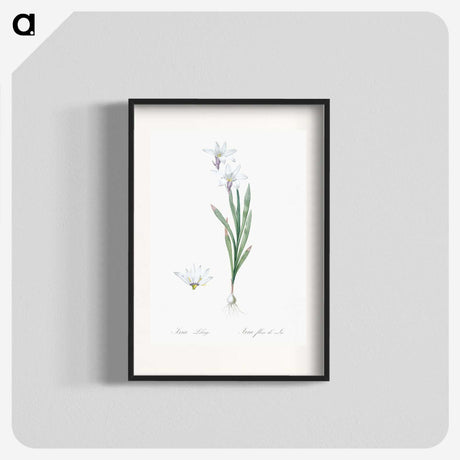 2-92_The-Lilies_blk