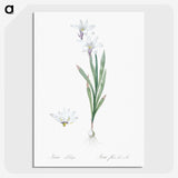 2-92_The-Lilies_picture-crop