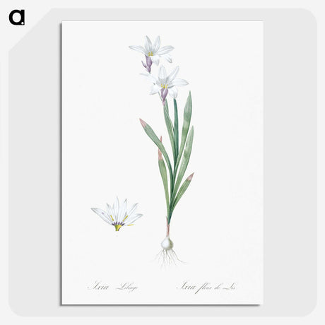 2-92_The-Lilies_picture-crop