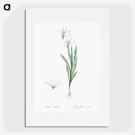 2-92_The-Lilies_picture