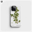 2-92_Treatise-on-Trees-and-Shrubs_phone