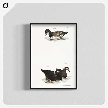 2-92_Zoology-of-New-York_blk-crop