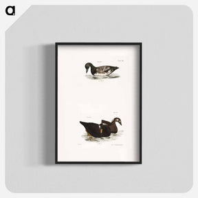 アートポスター-Broadbill - ニューヨークの動物学 Poster.
