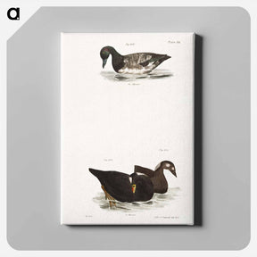 アートパネル-Broadbill - ニューヨークの動物学 Canvas.