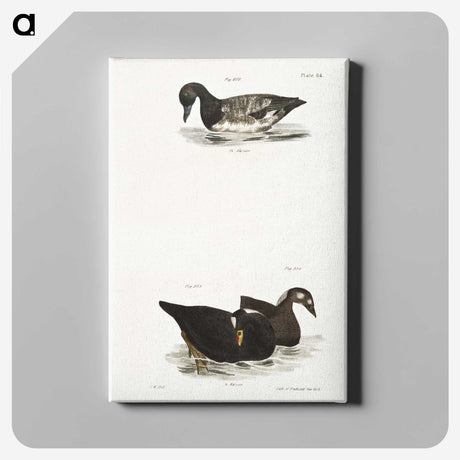 2-92_Zoology-of-New-York_canvas