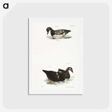 2-92_Zoology-of-New-York_hagaki