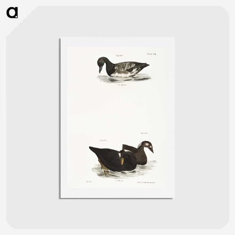 2-92_Zoology-of-New-York_hagaki