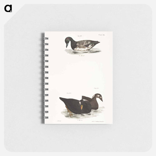 Broadbill - ニューヨークの動物学 Memo.