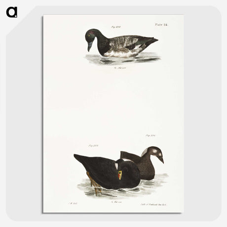 2-92_Zoology-of-New-York_picture-crop