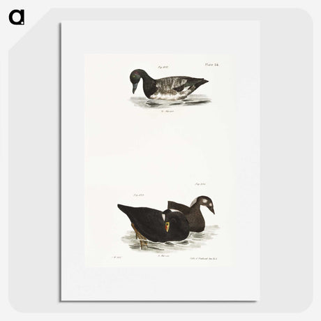 2-92_Zoology-of-New-York_picture
