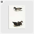 2-92_Zoology-of-New-York_postcard