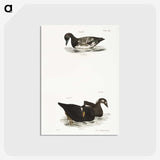2-92_Zoology-of-New-York_postcard