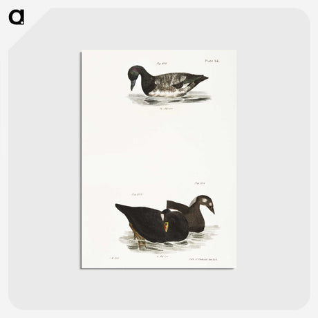 2-92_Zoology-of-New-York_postcard