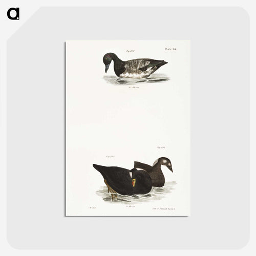 広嘴カモ - ニューヨークの動物学 Postcard.