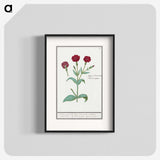 2-93_Anselmus-Boetius-de-Boodt_blk