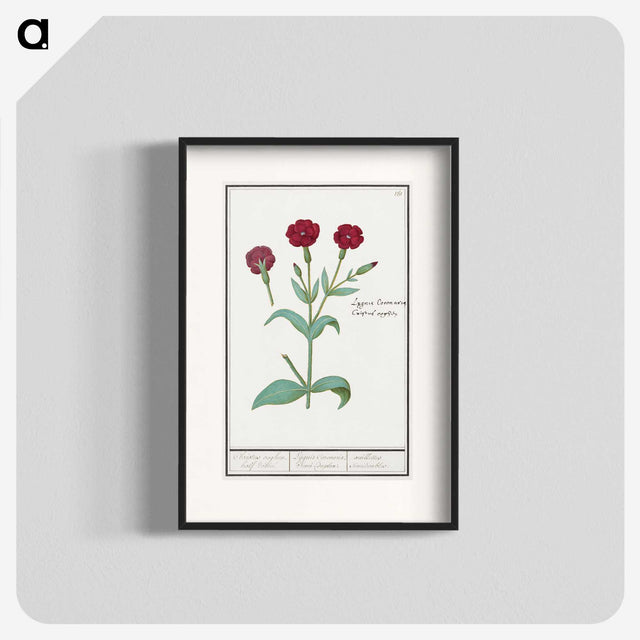2-93_Anselmus-Boetius-de-Boodt_blk