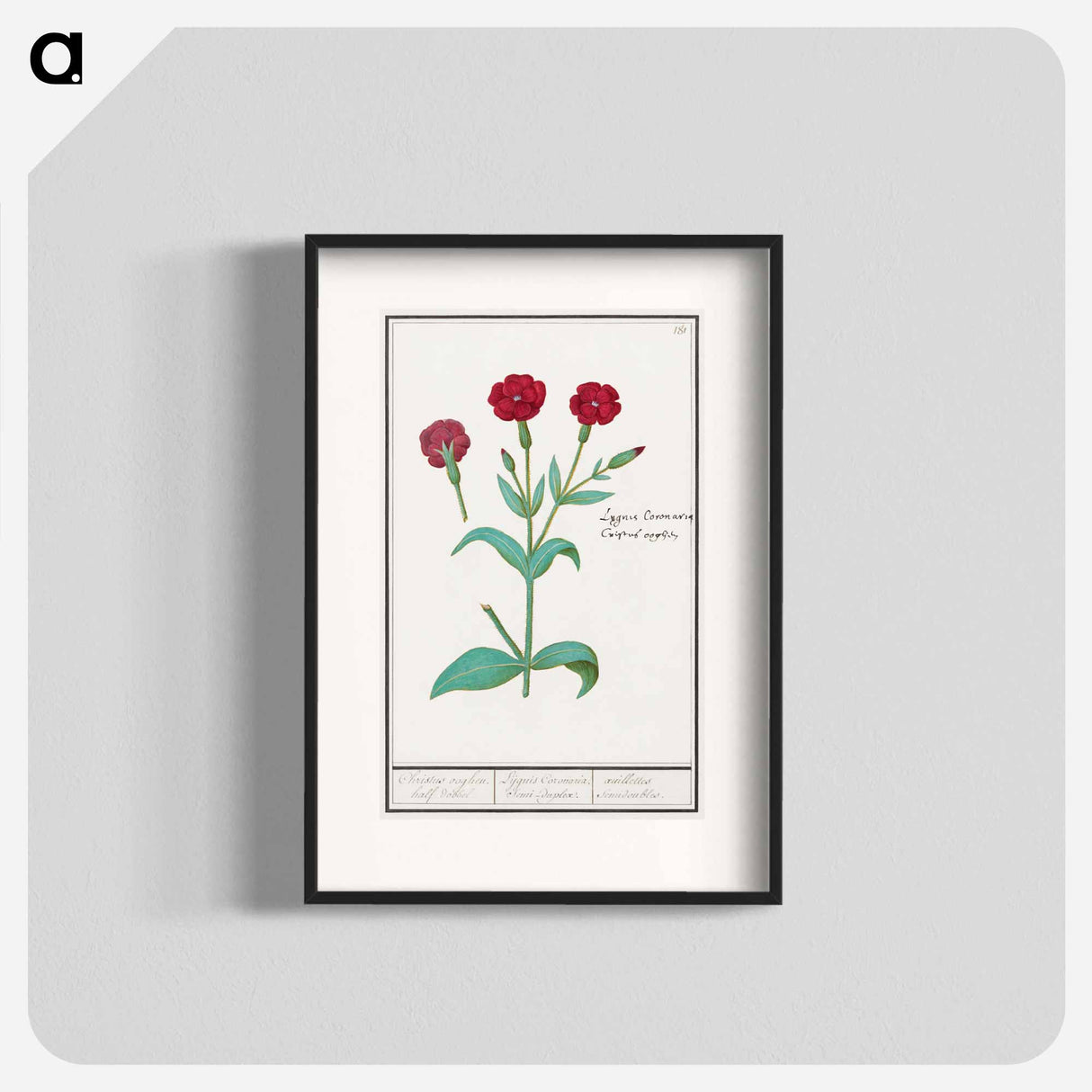 Cuckoo flower, Lychnis or Prickly nose, Lychnis coronaria - アンセルムス ボエティウス デ ブート Poster.