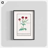 Cuckoo flower, Lychnis or Prickly nose, Lychnis coronaria - アンセルムス ボエティウス デ ブート Poster.