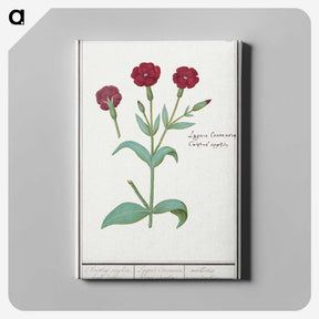 2-93_Anselmus-Boetius-de-Boodt_canvas