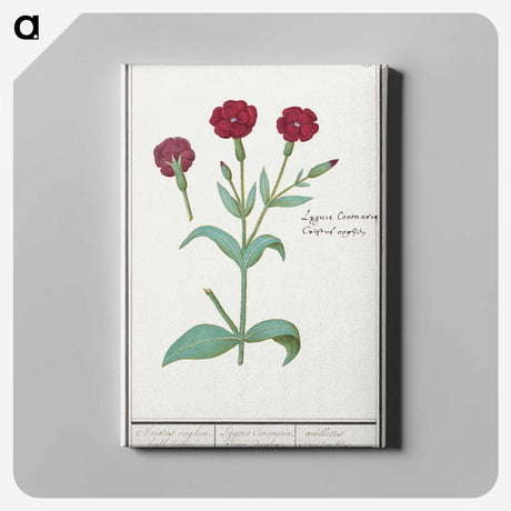 2-93_Anselmus-Boetius-de-Boodt_canvas