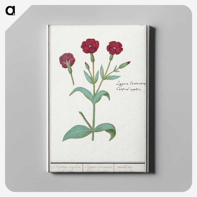 2-93_Anselmus-Boetius-de-Boodt_canvas